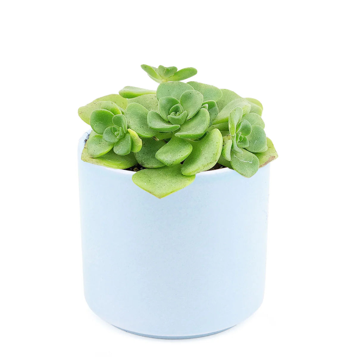 Small Ceramic Flower Vase with Mini Artificial Flowers – Home & Table Decor